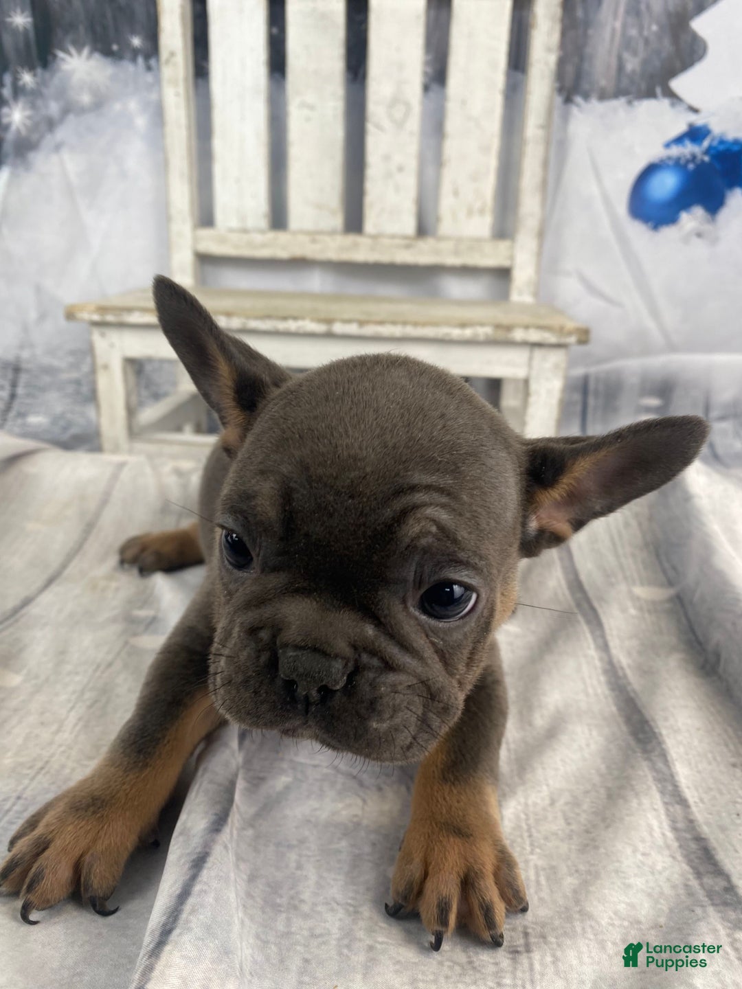 French Bulldog dogs for sale: Molly - Ad 10