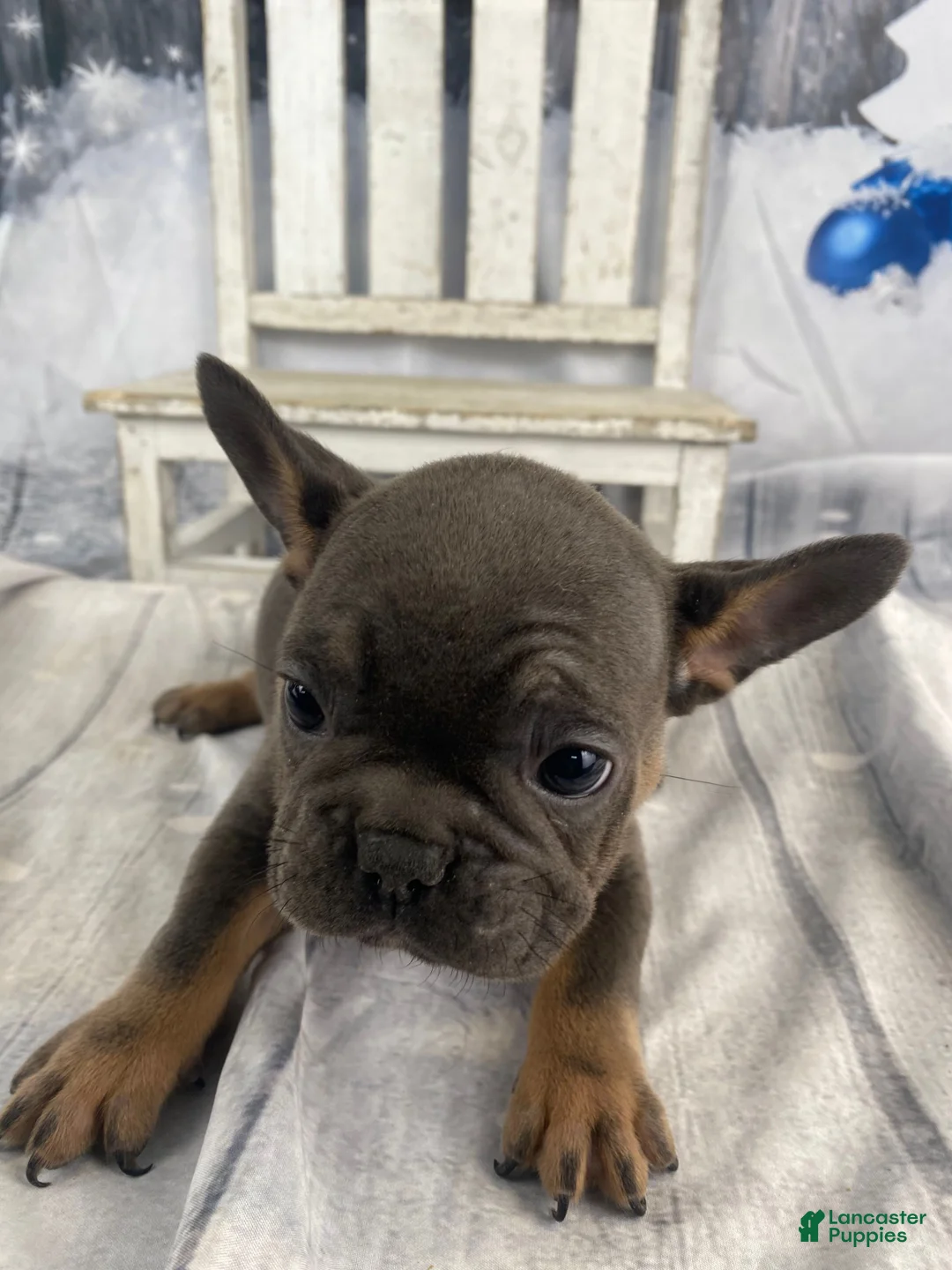 French Bulldog dogs for sale: Hunter - Ad 21