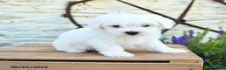 Mixed Breed dogs for sale: Edmund - Ad 5