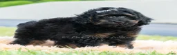 Toy Poodle dogs for sale: Duke - Ad 3