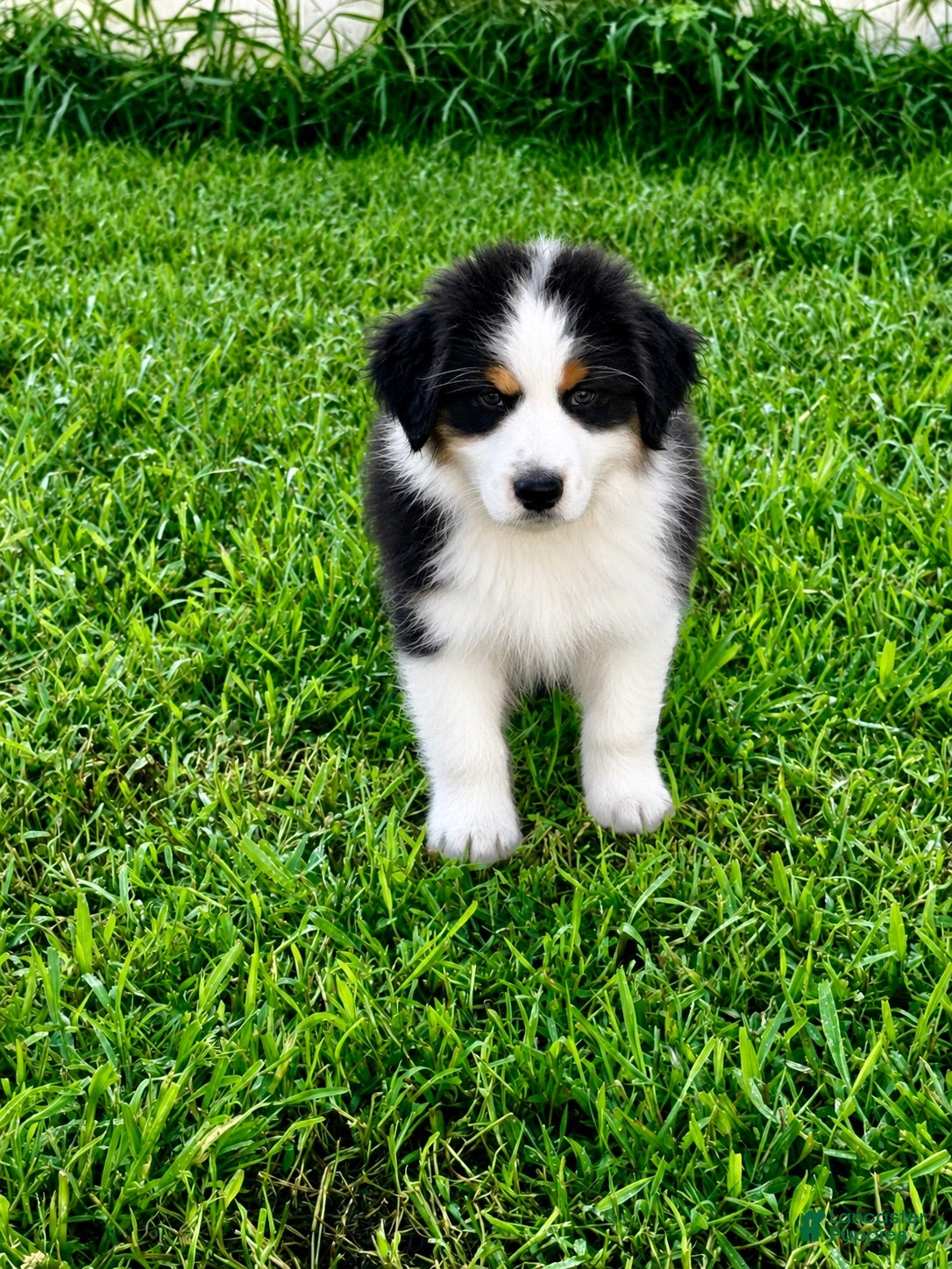 Australian Shepherd dogs Australian Shepherd Black tri Boy - Ad 23