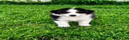 Australian Shepherd dogs for sale: Australian Shepherd Black tri Boy - Ad 1