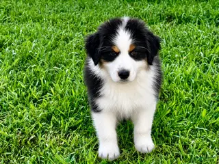 Australian Shepherd dogs Australian Shepherd Black tri Boy - Ad 28