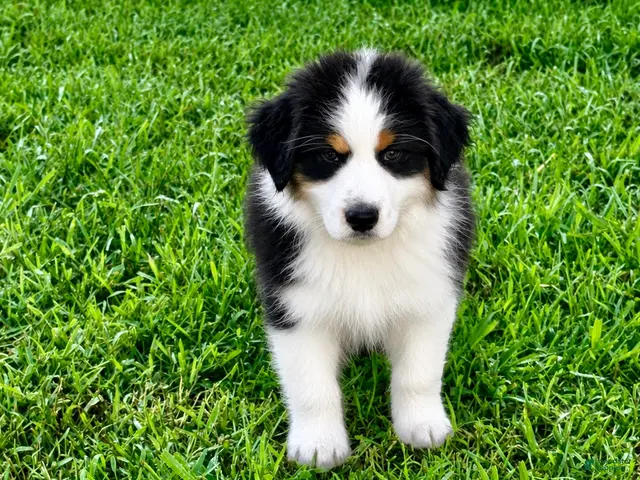 Australian Shepherd dogs for sale: Australian Shepherd Black tri Boy - Ad 28