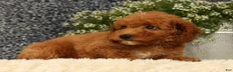 Mini Goldendoodle dogs for sale: Tori - Ad 6