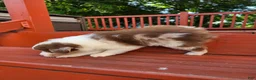 Australian Shepherd dogs for sale: Red merle female - Ad 3