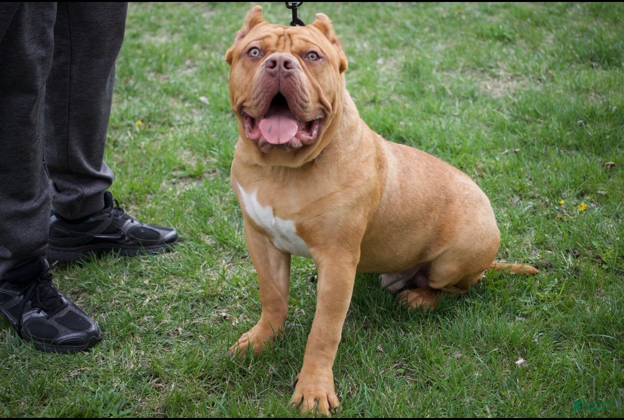 American Bully dogs Bully named ace  - Ad 2