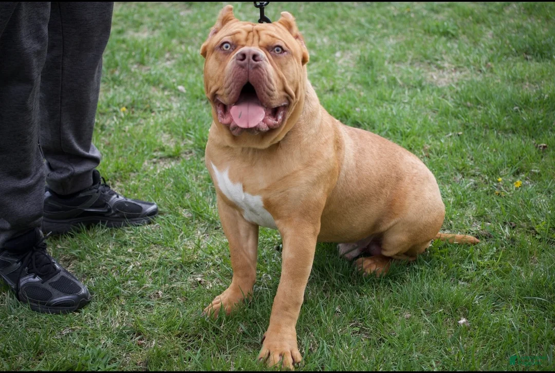 American Bully dogs for stud: Bully named ace  - Ad 2