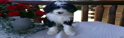 Mini Bernedoodle dogs for sale: Bryson - Ad 10