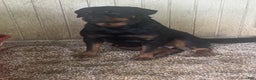 Rottweiler dogs for sale: Rottweiler Puppy 6 - Ad 4