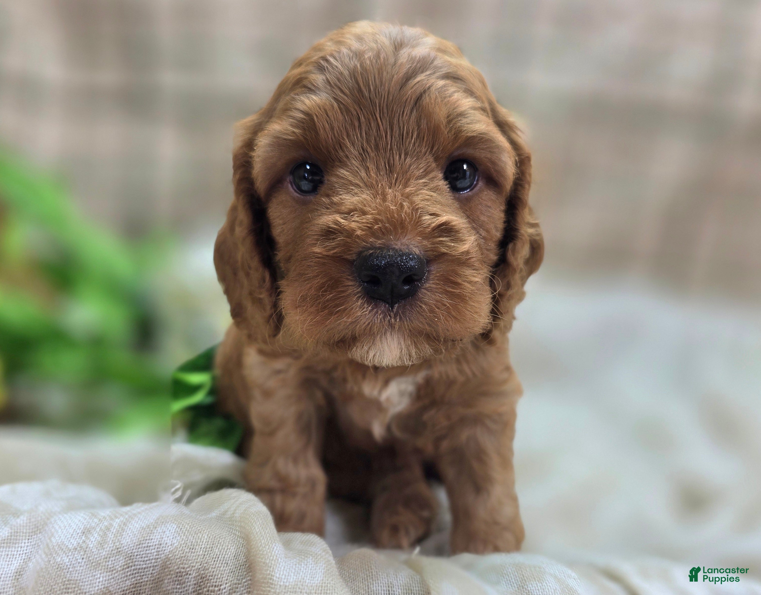 Cockapoo dogs Cashmere - Ad 16