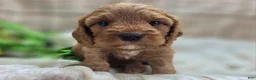 Cockapoo dogs for sale: Cashmere - Ad 16