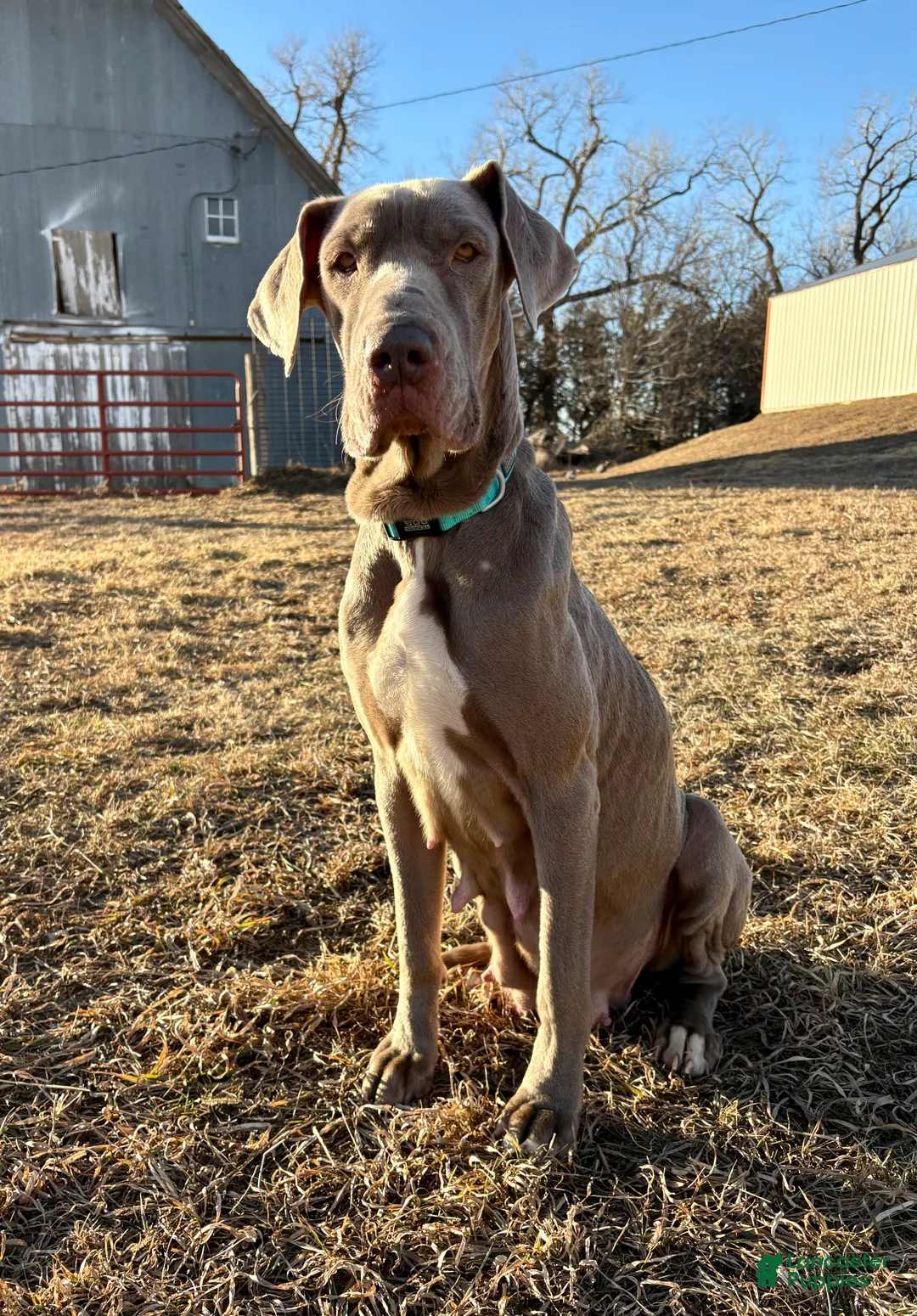 Great Dane dogs for sale: Great Dane - Teal - Ad 8