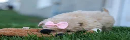 Havapoo dogs for sale: OREO - Ad 7
