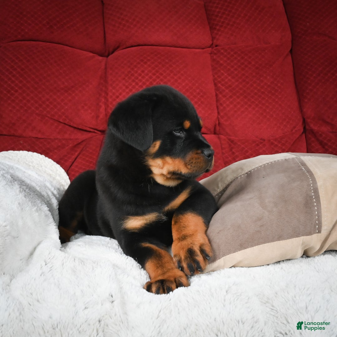 Rottweiler dogs for sale: Griffin / Mocha – Santos Ad-Dirah - Ad 19