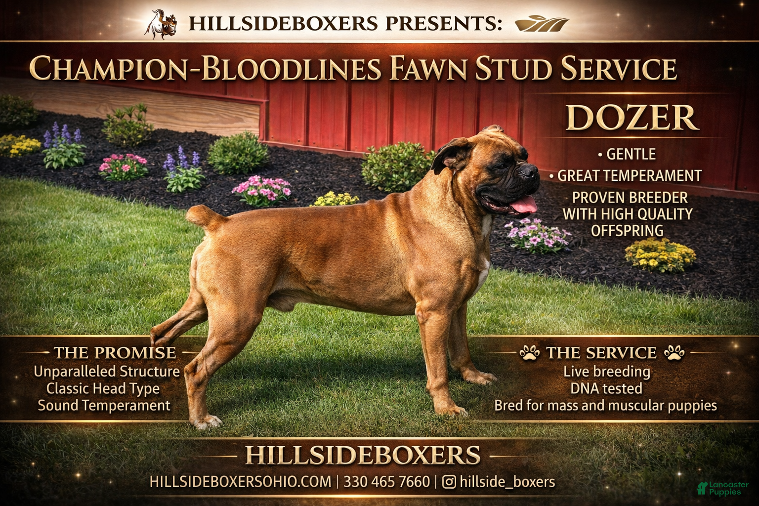 Boxer dogs Hillsides Dozer - Ad 1