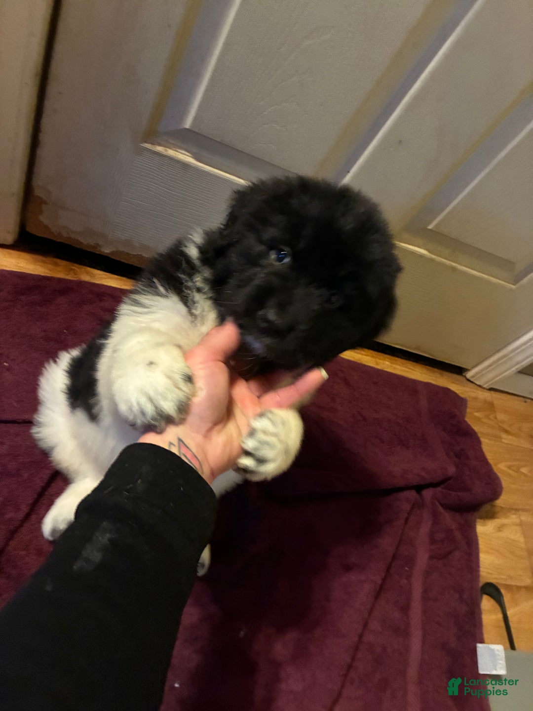Newfoundland dogs for sale: Newfoundland Puppy 3 - Ad 4