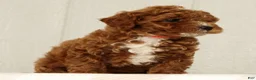 Cavapoo dogs for sale: Lexie - Ad 5
