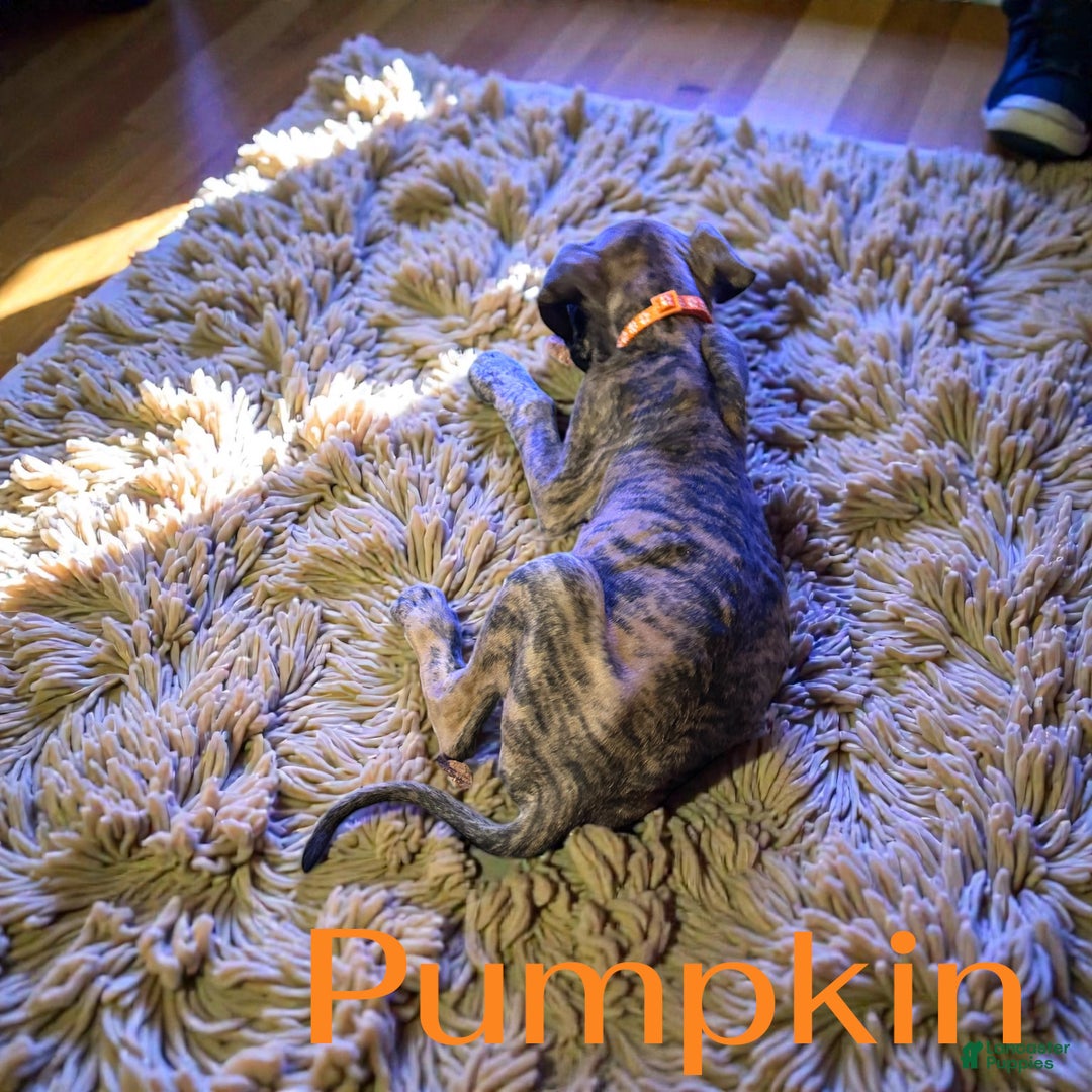 Great Dane dogs for sale: Pumpkin - Ad 2