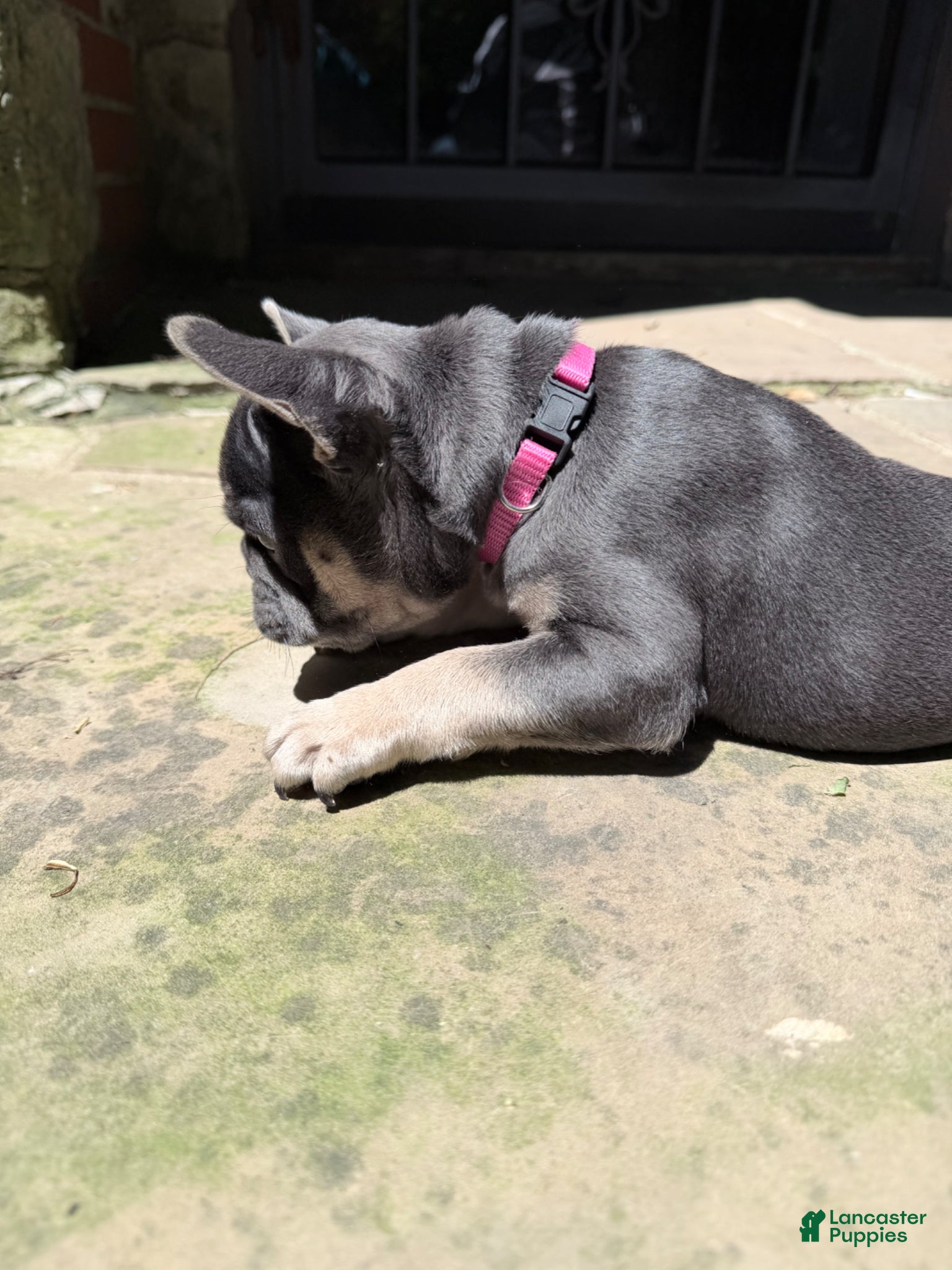 French Bulldog dogs for sale: French Bulldog Female AKC - Ad 3
