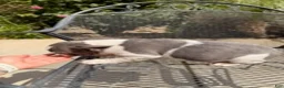 French Bulldog dogs for sale: Dotty - Ad 4