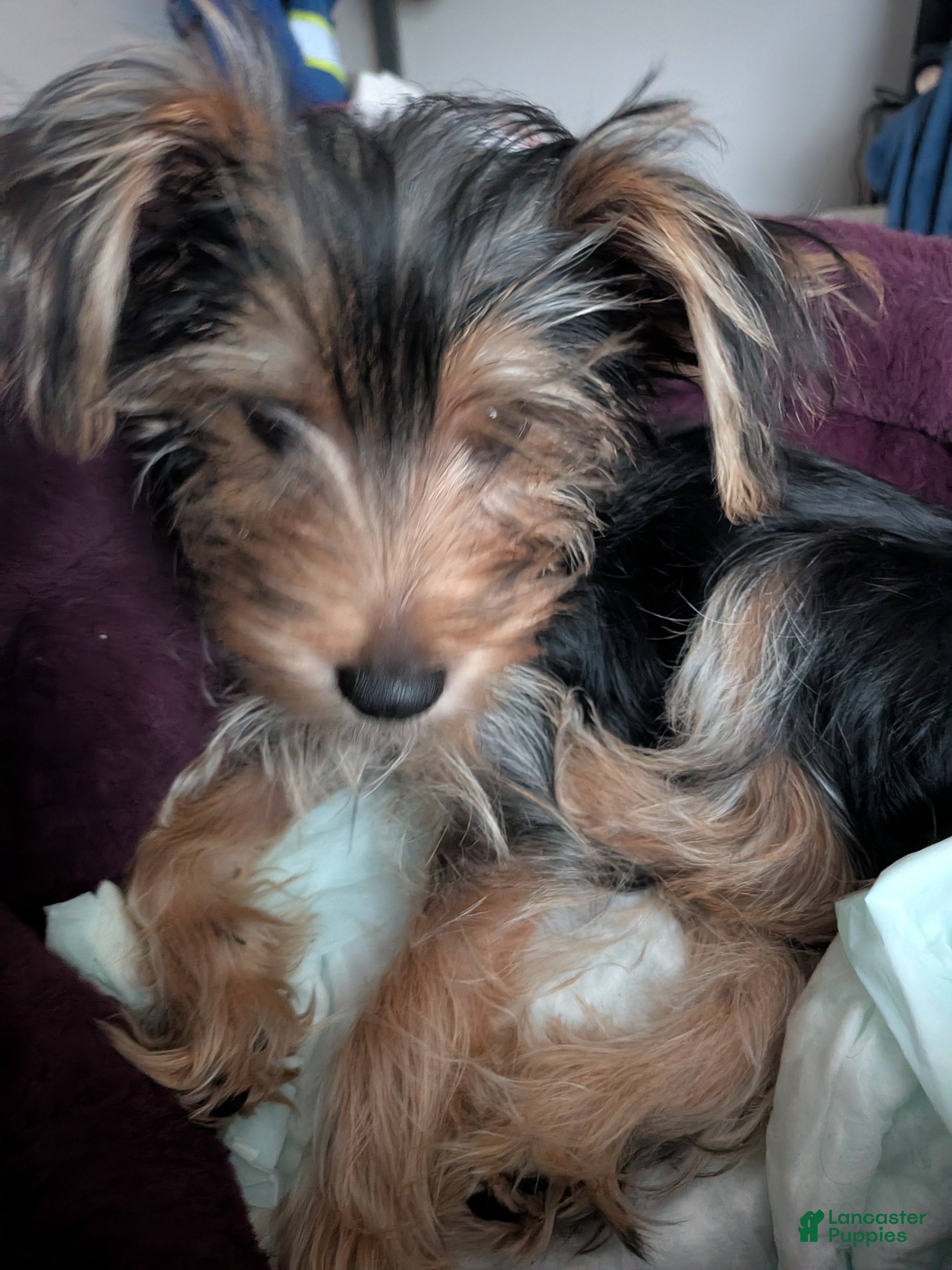 Yorkshire Terrier dogs Yorkshire Terrier 1 - Ad 34