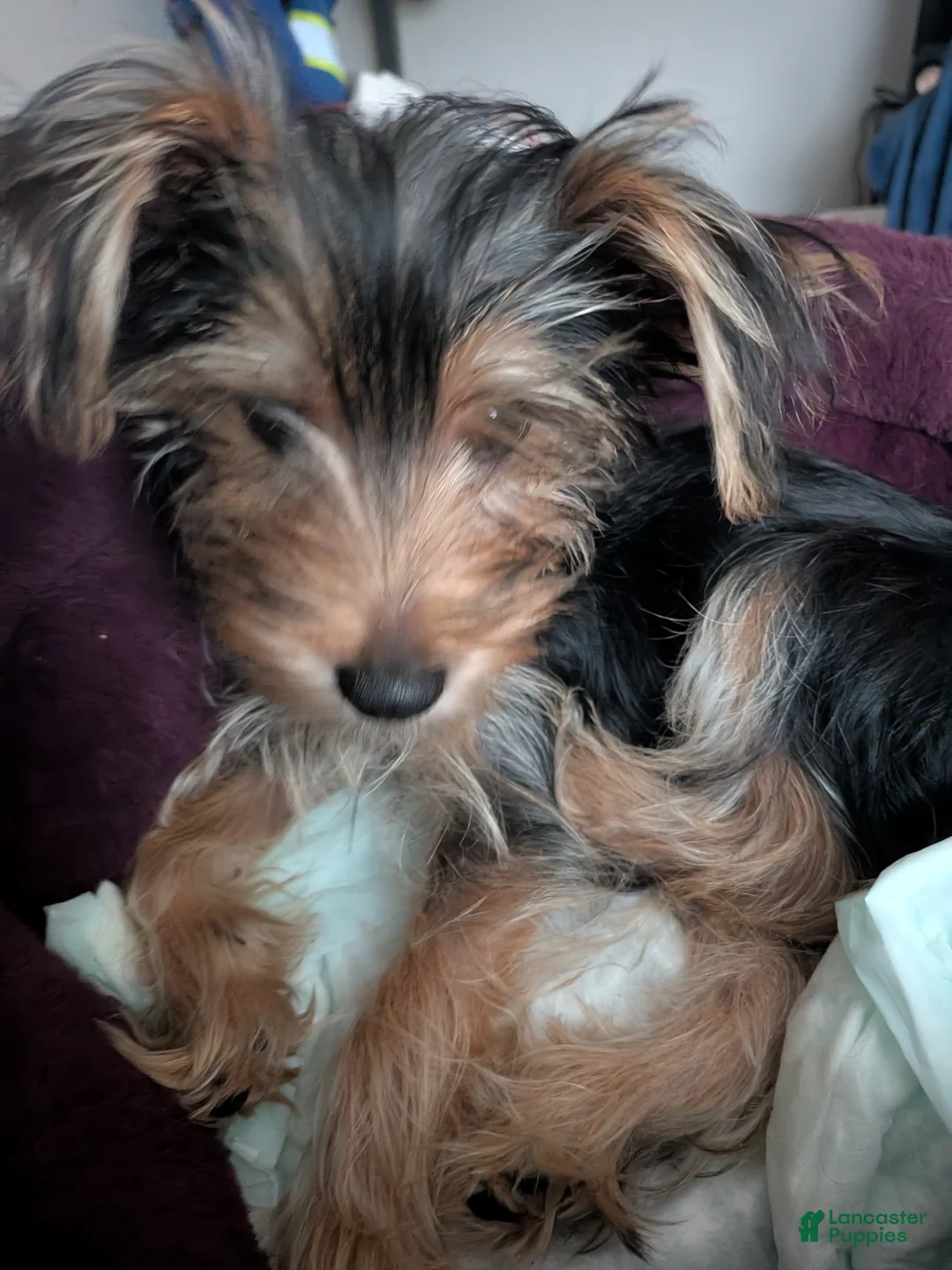 Yorkshire Terrier dogs for sale: Yorkshire Terrier 1 - Ad 1