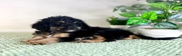 Bernedoodle dogs for sale: Dobby - Ad 3
