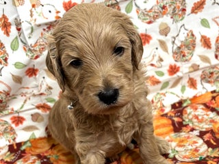 Goldendoodle dogs - Ad 7