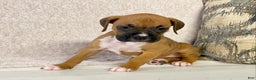 Boxer dogs for sale: Hope - Ad 7