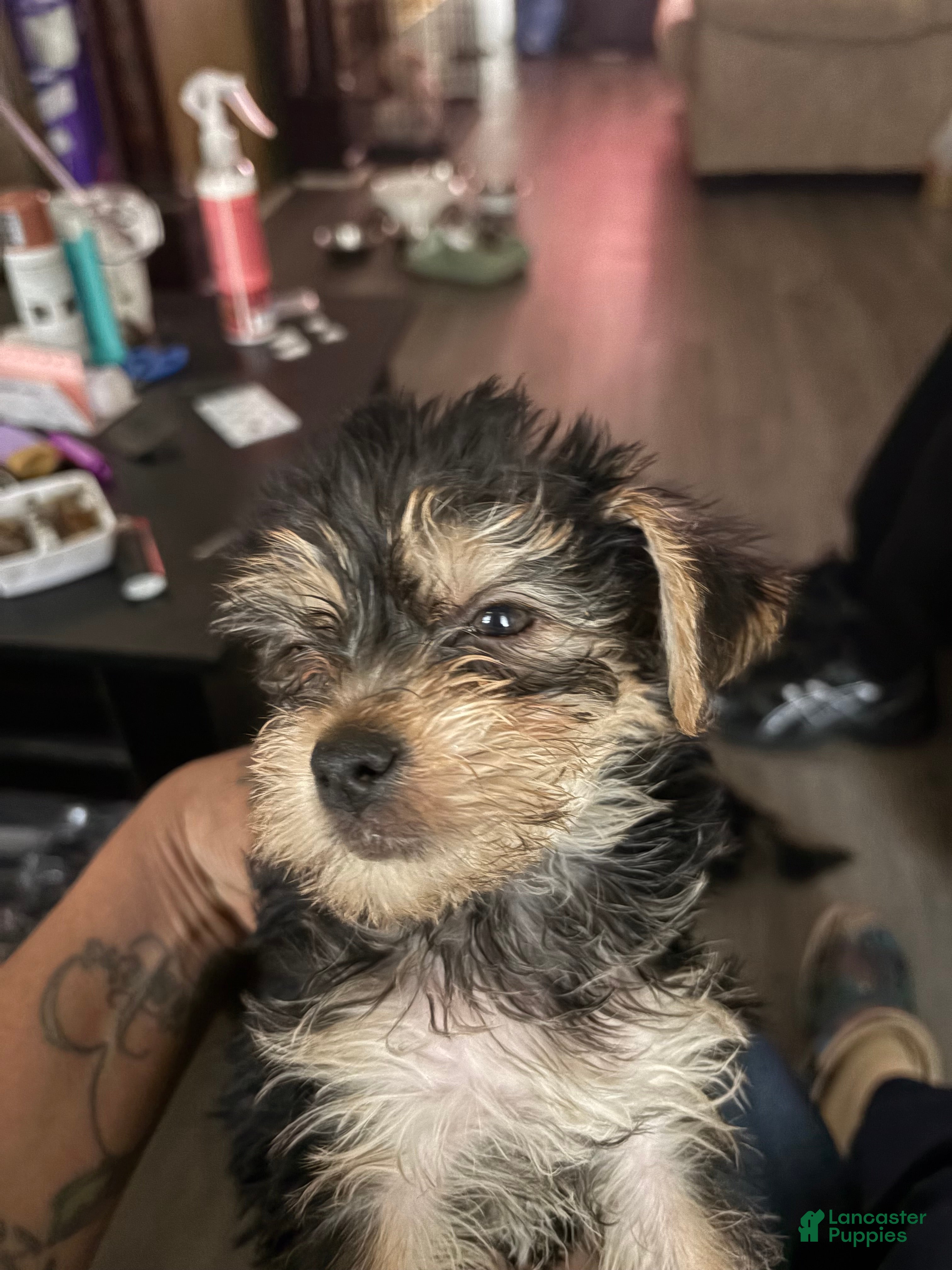 Yorkiepoo dogs Yorkiepoo Puppy 6 - Ad 36
