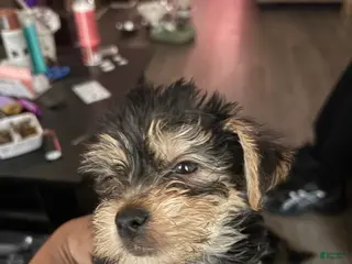 Yorkiepoo dogs Yorkiepoo Puppy 6 - Ad 36