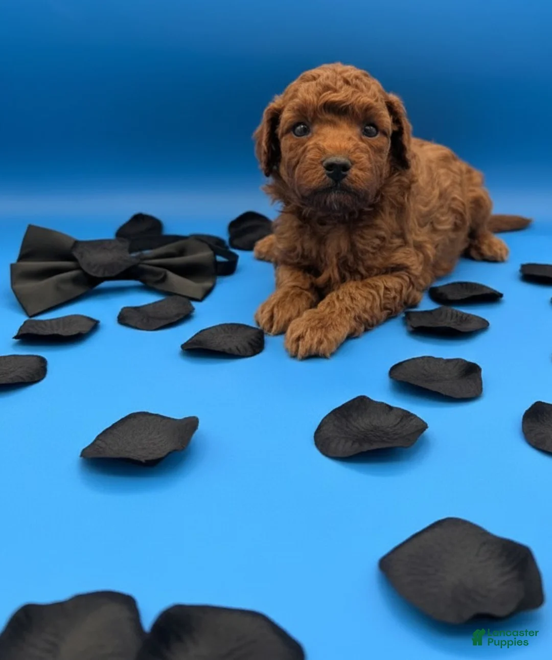 Toy Poodle dogs for sale: Oliver 🖤 - Ad 18