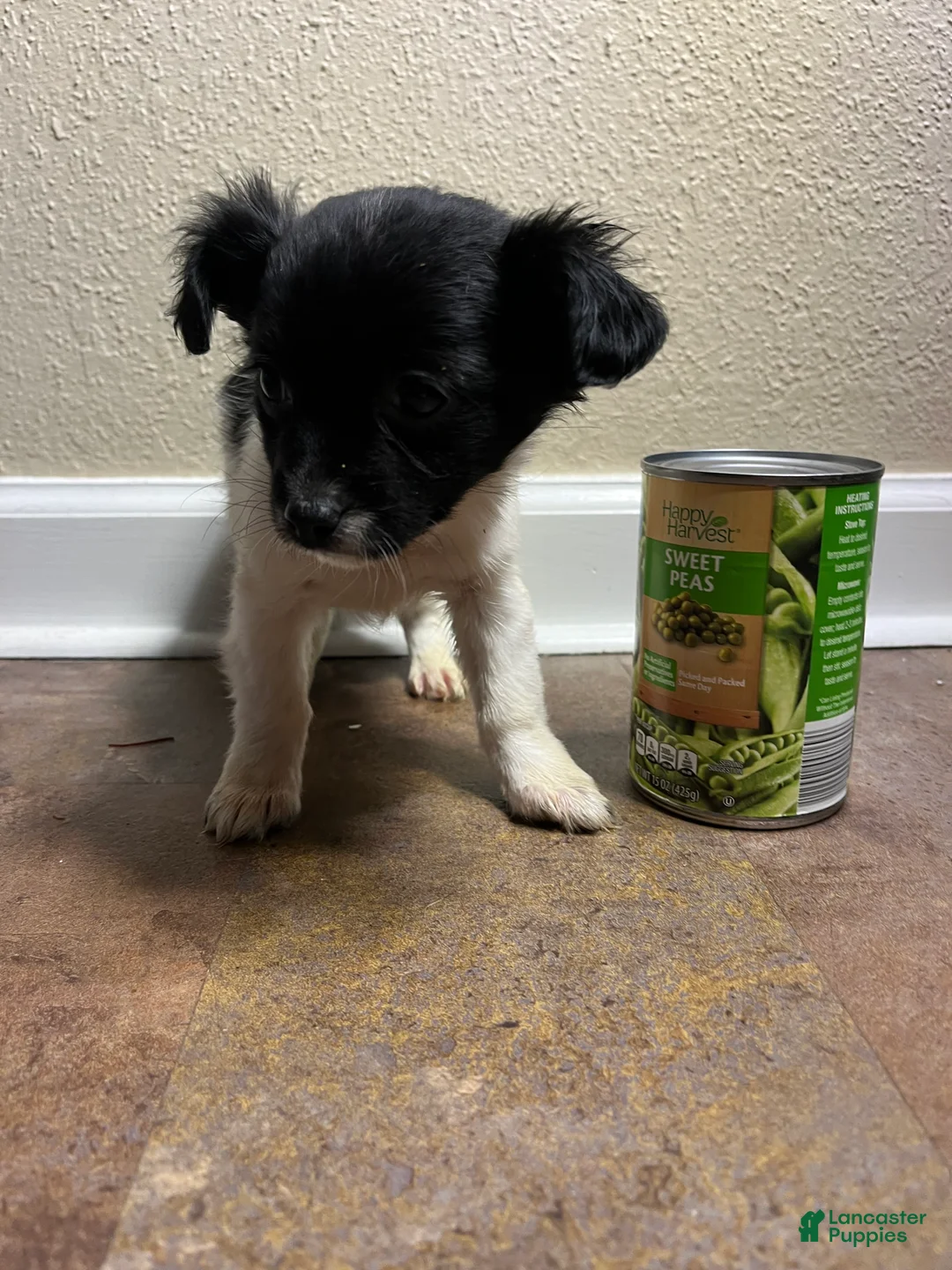 Chihuahua dogs for sale: Long Hair-Vera - Ad 2