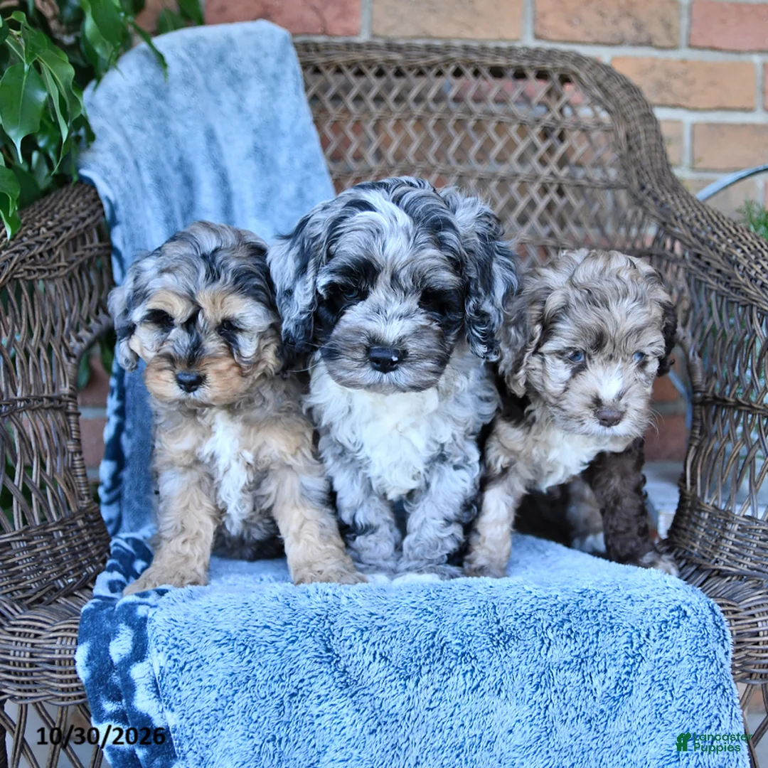 Cockapoo dogs for sale: Sally - Ad 5