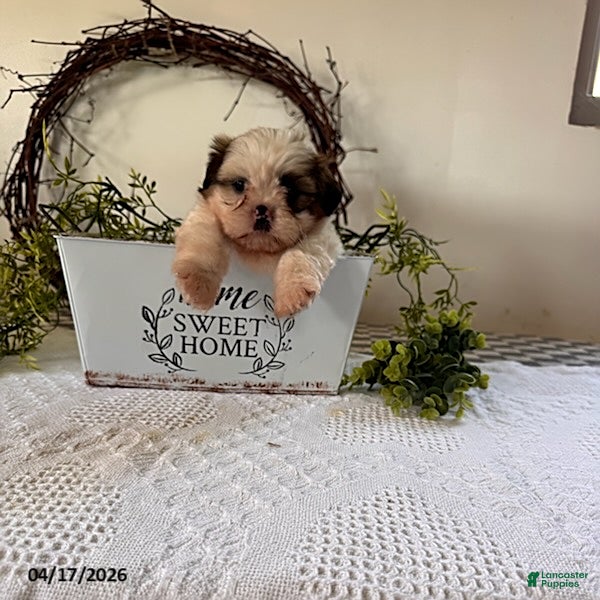 Shih Tzu dogs Jordan - Ad 2