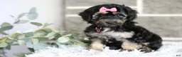 Maltipoo dogs for sale: Cove - Ad 13