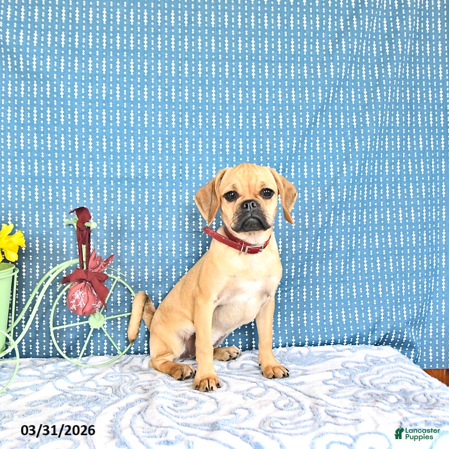 Puggle dogs Kaci - Ad 1