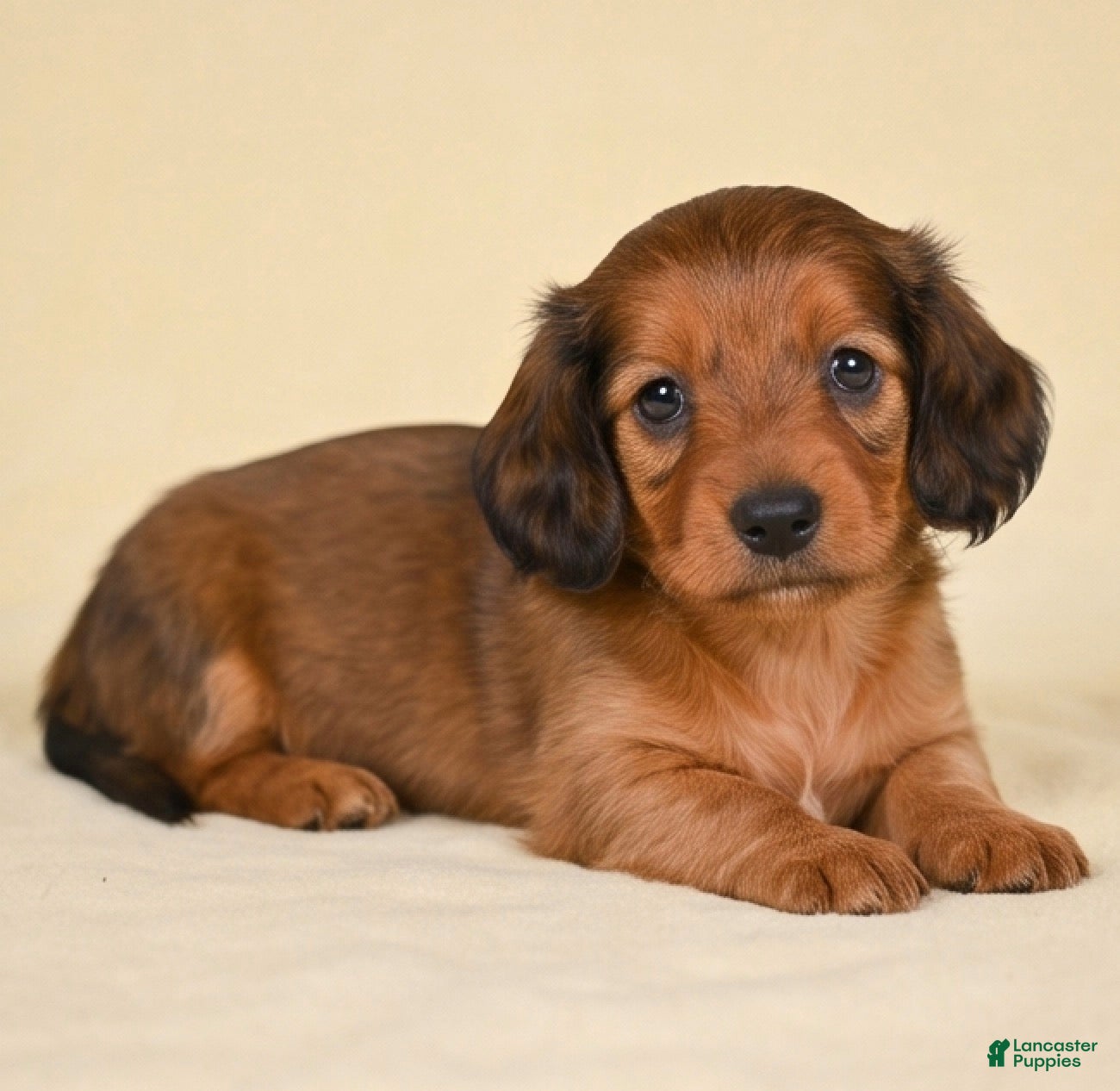 Miniature Dachshund dogs AKC Remmi - Ad 1