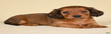 AKC Remmi
