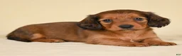 Miniature Dachshund dogs for sale: AKC Remmi - Ad 1