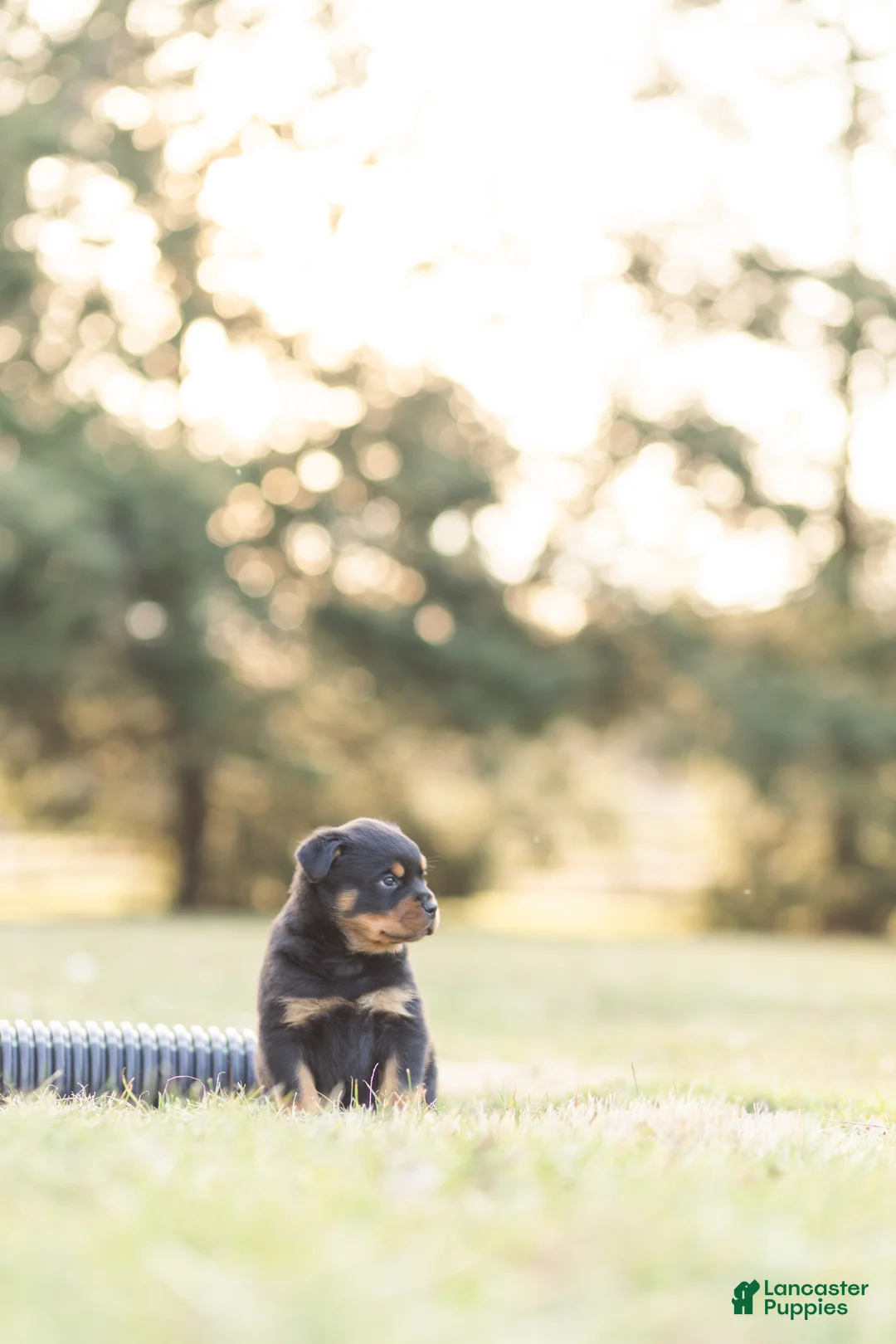 Rottweiler dogs for sale: Rottweiler Puppy 1 - Ad 1