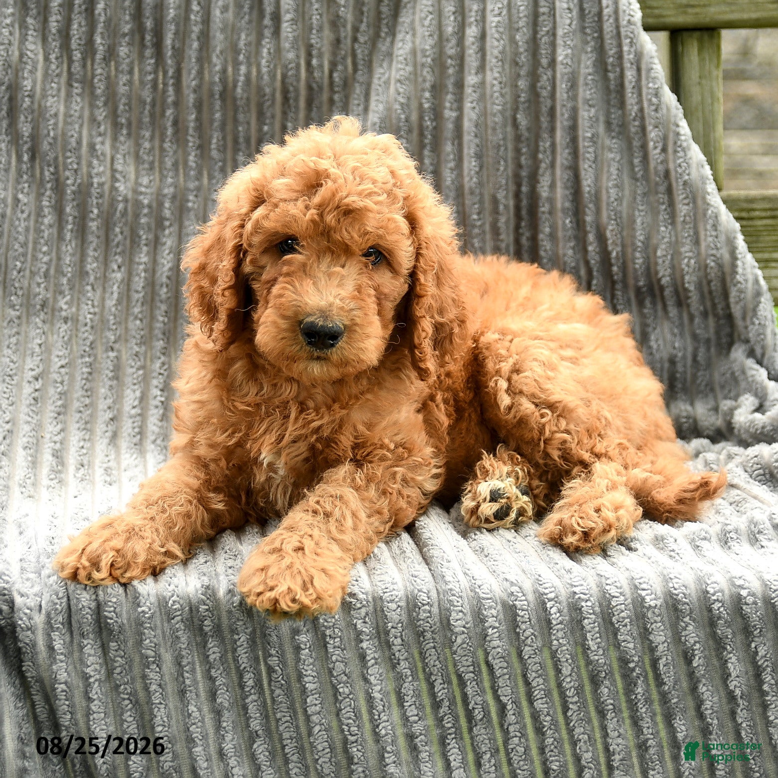 Goldendoodle dogs Freddie - Ad 2
