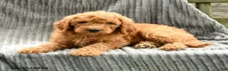 Goldendoodle dogs for sale: Freddie - Ad 2