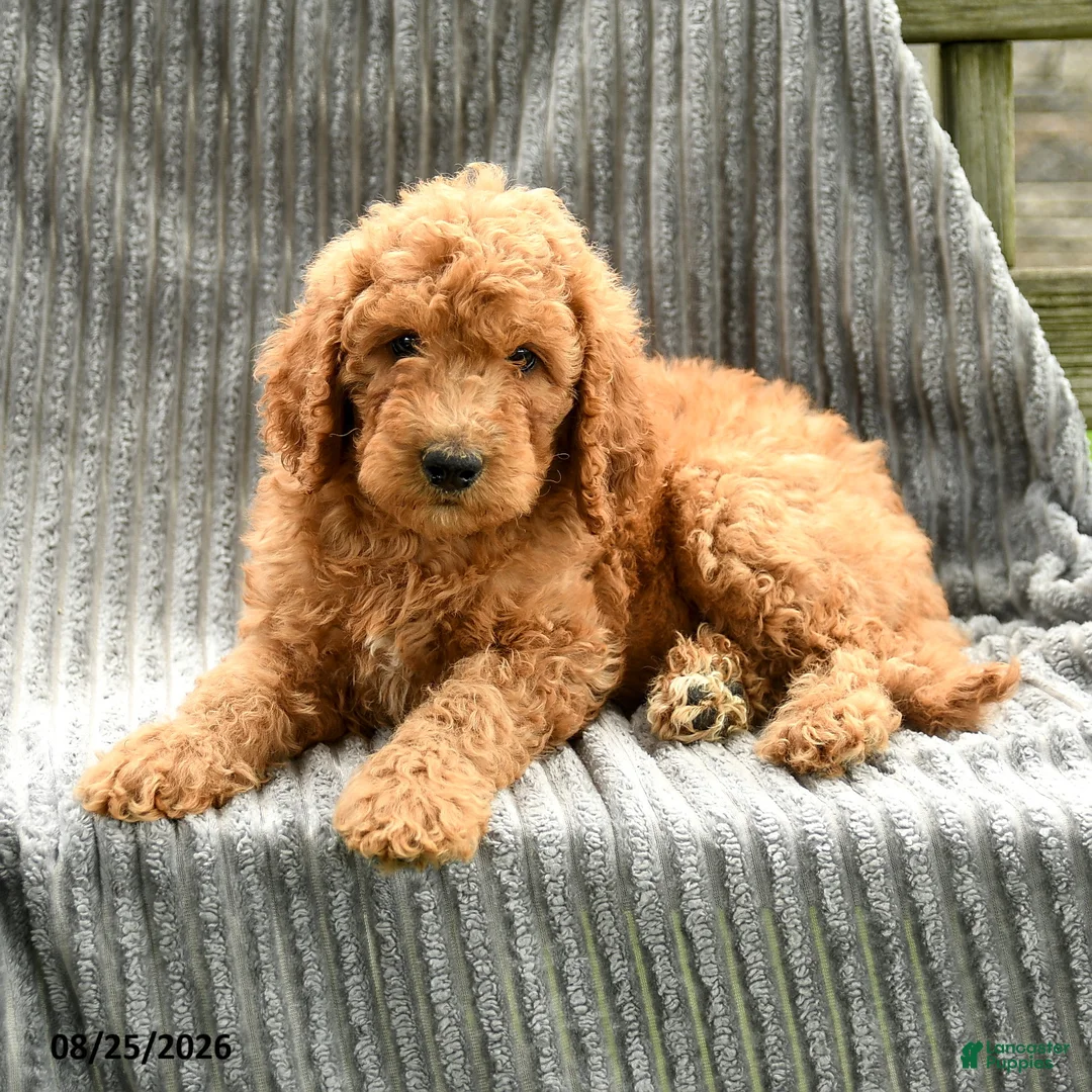 Goldendoodle dogs for sale: Freddie - Ad 2