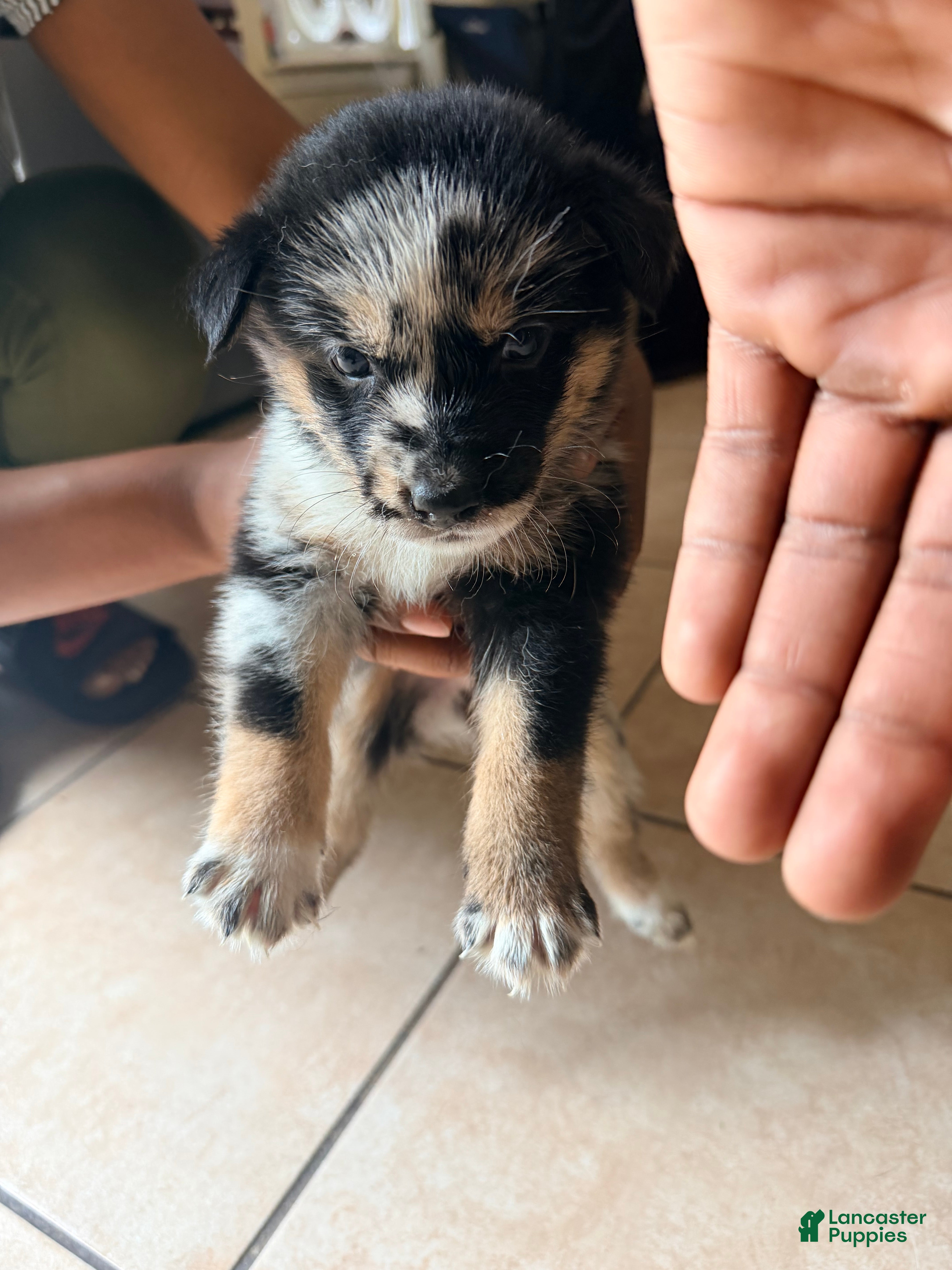 Mixed Breed dogs Venom - Ad 20