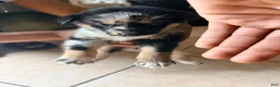 Mixed Breed dogs for sale: Venom - Ad 1
