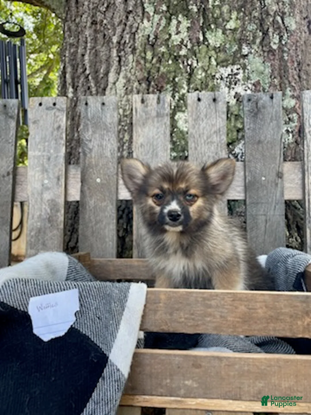 Pomsky dogs for sale: Waffles - Ad 1