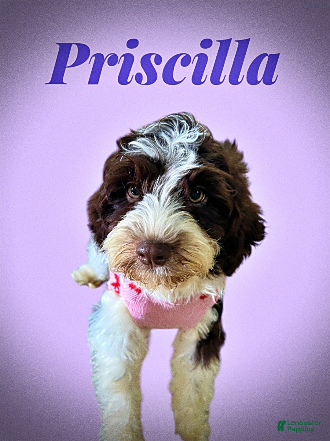 Havapoo dogs for sale: Priscilla - Ad 13