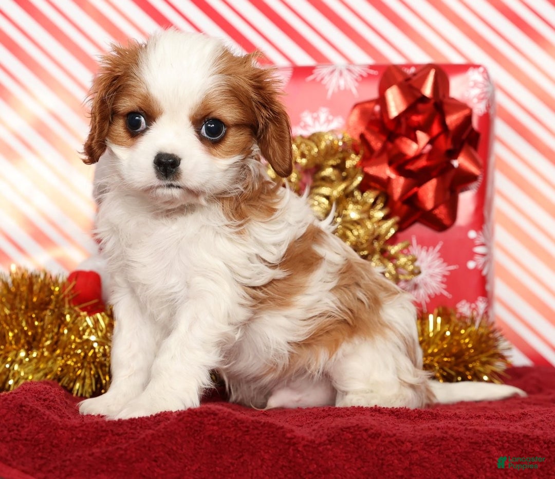 Cavalier King Charles Spaniel dogs for sale: Bingo - Ad 5